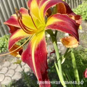 Лилейники сортовые