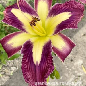 Лилейники сортовые