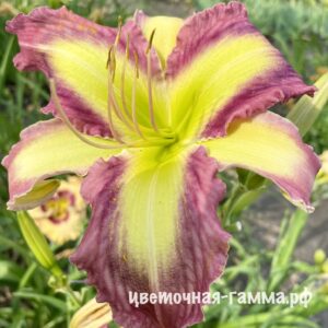 Лилейники сортовые