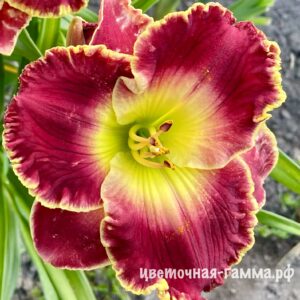 Лилейники сортовые