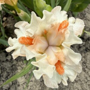 Карликовые