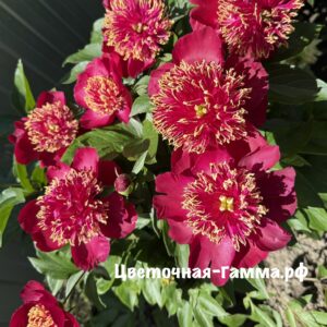 Пионы