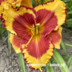 Лилейники сортовые