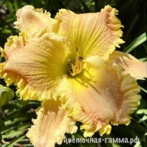 Лилейники сортовые