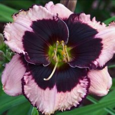 Jane Trimmer
