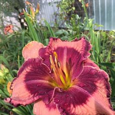 LEDGEWOODS PANSY EYE