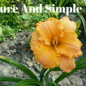 PURE END SIMPLE