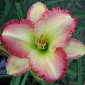 RUBY BORDER.