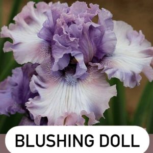 BLUSHING DOLL