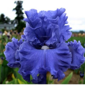 LYNETTE BLUE