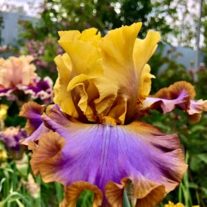 PAINTED LOVE