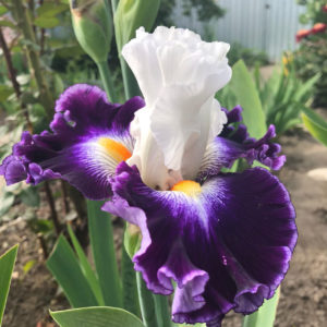 PASSIONISTA