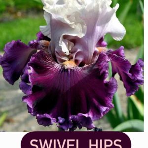 SWIVEL HIPS