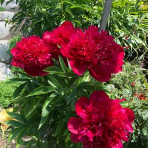 RED DENDY