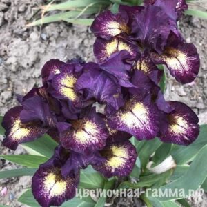 Карликовые