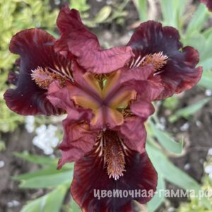 Карликовые