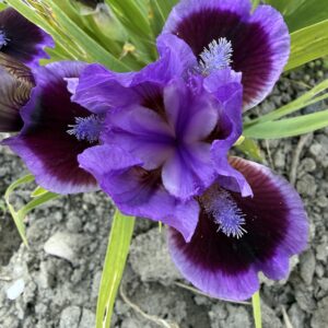 Карликовые